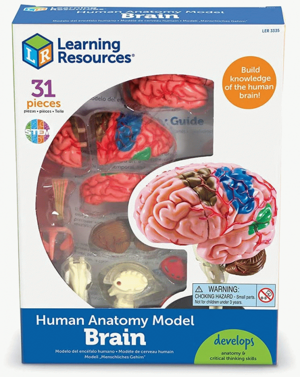 Anatomie du cerveau humain