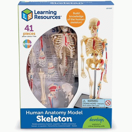 Anatomie du squelette humain
