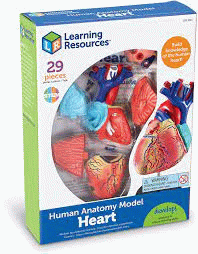 Anatomie du coeur humain